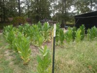Regrow 002.JPG