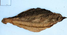 can you grow tobacco in oregon Growing Tobacco on a Small Scale