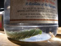Big green worm 002.JPG