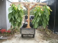Regrow 003.JPG