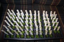 2014 Germination.JPG
