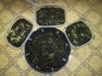 Seedlings 002.JPG