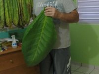 hoja grande.jpg