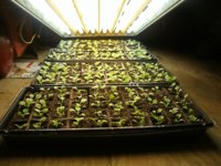 Seedlings 2015 001.JPG