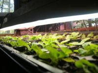 Seedlings 2015 002.JPG