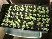 Seedlings 2015 003.JPG