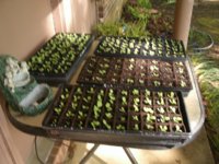 Seedlings 2015 004.JPG