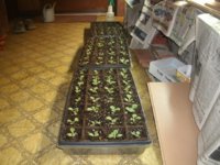 Seedlings 2015 005.JPG