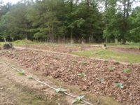 Mulch 001.JPG