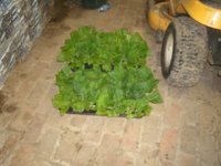 Plants 004.JPG