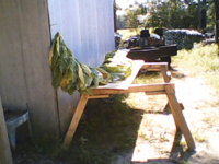 Brangin in the leaves 001.JPG