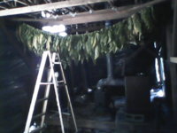 Brangin in the leaves 005.JPG