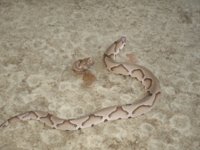 Copperhead 005.JPG
