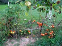 Grafted Tomatoes.jpg