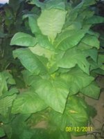 my camera 096 (480x640).jpg