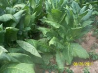 my camera 111 (640x480).jpg