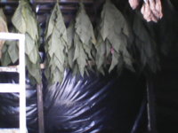 Backer shed 002.JPG
