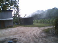 Roots 004.JPG