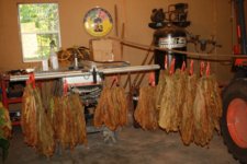8-5-15 curing cigar varieties.JPG 8-5-15 curing cigar varieties.JPG