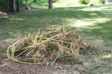 stalks in burn pile.JPG