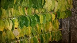 20150907_234527_20150908_003638.jpg