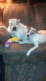 IMG_20150124_193655675.jpg IMG_20150124_193655675.jpg