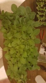 20160424_234616_20160425_111018.jpg
