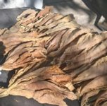 Criollo hands.jpg