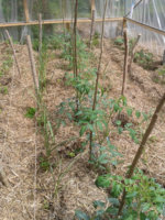chekun_tomatoes.jpg