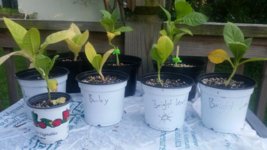 growing tobacco plants in pots First Time Growing Tobacco | Fair Trade Tobacco