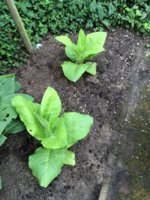 Floris 02 02-07-2016.jpg
