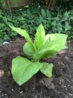 Floris 03 02-07-2016.jpg