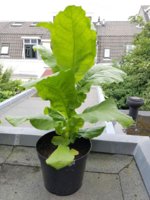 Eric 13 28-06-2016.jpg