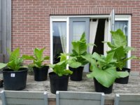 Eric 15 29-06-2016.jpg