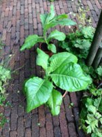 Wieneke 01 09-07-2016.jpg