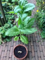 Wieneke 02 21-07-2016.jpg