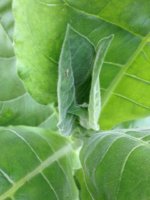 Wieneke 05 28-07-2016.jpg
