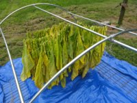 How I sun cure | Fair Trade Tobacco