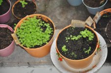 Mojopahit 26 01-09-2016.jpg