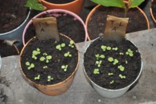 Mojopahit 27 01-09-2016.jpg