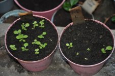 Mojopahit 32 02-09-2016.jpg