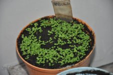 Ambulu 01 02-09-2016.jpg