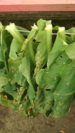 IMG_20160903_134332456.jpg IMG_20160903_134332456.jpg