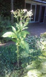 Wieneke 23 07-09-2016.jpg Wieneke 23 07-09-2016.jpg