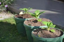 Mojopahit 47  02-09-2016.jpg