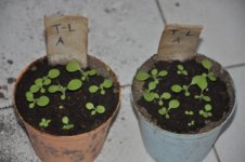 Mojopahit 36 09-09-2016.jpg