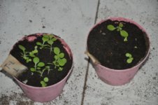 Mojopahit 37 09-09-2016.jpg