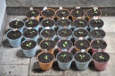 Mojopahit 43 12-09-2016.jpg