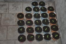 Mojopahit 44 12-09-2016.jpg