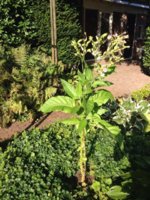 Wieneke 32 14-09-2016.jpg Wieneke 32 14-09-2016.jpg